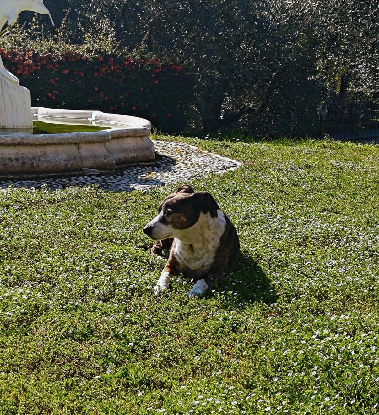 Casa Silvia Daire Padenghe sul Garda Dış mekan fotoğraf